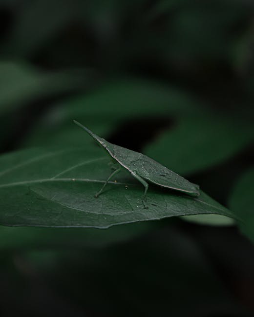 A close-up of a green katydid insect perched on a dark green leaf, featuring detailed textures of the insect's elongated body, slender legs, and leaf veins, set against a blurred background of lush fo