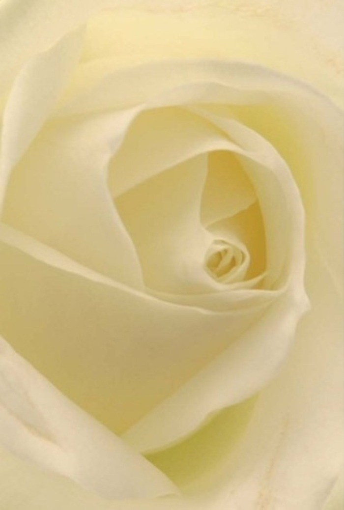 The photograph offers an almost meditative view into the centre of a classic white rose, its petals layered so precisely that they resemble a hand-sculpted work of art. From this very close vantage point, every curve and fold is visible: the innermost petals twist delicately toward the core, while the outer ones unfurl in broad, gentle arcs that frame the bloom like a softly lit halo. Tones of pure white, soft cream, and a whisper of warm ivory melt into one another, echoing the look of early daylight filtering through sheer curtains in a Cubitt Town flat overlooking the river. The lighting is calm and even, with no harsh shadows, only the mild gradation that occurs where petal overlaps petal, creating fine lines of shadow that lend depth and sophistication. There is no stem or greenery in view-only the rose itself, isolated so the viewer can appreciate the intricate architecture that makes it a florist's favourite for weddings, apologies, or milestone celebrations. As I study the image with the practiced eye of a florist from Cubitt Town Flowers, I can almost feel the rose's cool, velvety texture against my fingertips, and imagine its fragrance: light, clean, and quietly reassuring. This is the kind of bloom we often tuck into bridal bouquets at civil ceremonies nearby, or arrange into serene centrepieces for intimate receptions along the Isle of Dogs. Its spiral core suggests purity and resilience, making it just as fitting in a condolence arrangement delivered to a family home as in a romantic bouquet that speaks gently of enduring love and the hope of new beginnings.