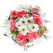 This radiant bouquet is a Cubitt Town celebration in bloom, expertly arranged with cheerful white daisies, vibrant coral-pink carnations, and silver-green eucalyptus. Each daisy opens wide to the light, while plush carnations add a burst of colour and ruffled detail. Sprigs of baby's breath weave between the blossoms, their airy white clusters reminiscent of clouds skimming the docklands skyline. Hints of blush-hued alstroemeria and luminous greenery add dimension and fragrance, with every element placed to create an uplifting, flowing composition. Framed by deep greens and resting on a pristine white background, the bouquet conveys an atmosphere of renewal and gentle exuberance-ideal for birthdays, anniversaries, or sending encouragement across Cubitt Town, the Isle of Dogs, or nearby riverside communities. It's a testament to the area's vibrant, flower-loving spirit, sure to bring a breath of spring into any East London home.